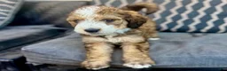 Bernedoodle dogs for sale: Poe - Ad 1