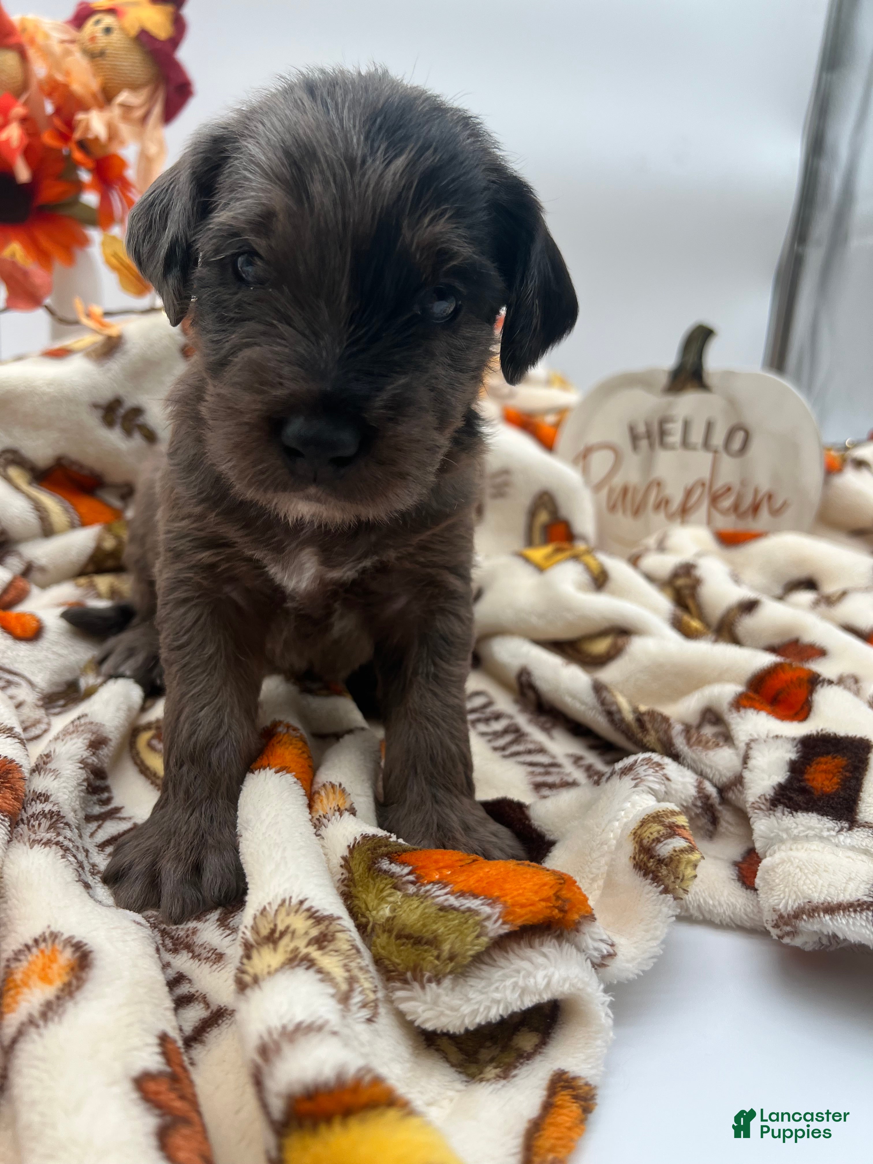 Labradoodle dogs Maverick  - Ad 1