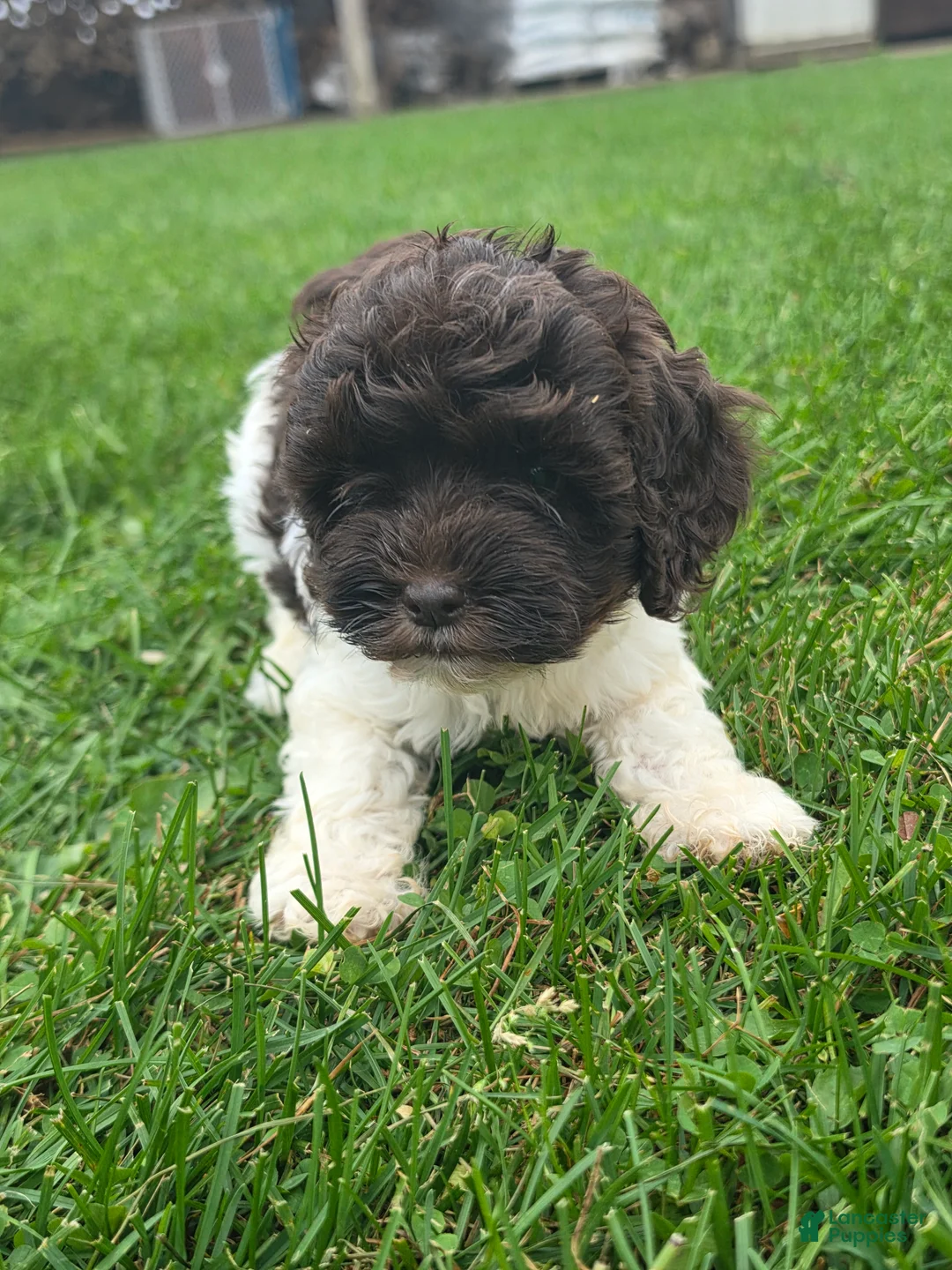 Cockapoo dogs for sale: Cockapoo Female 3 - Ad 1