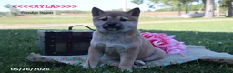 Shiba Inu dogs for sale: Kyla - Ad 5