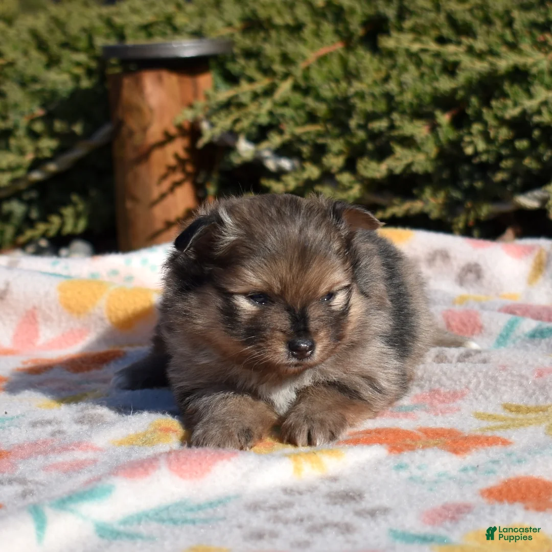 Pomeranian dogs for sale: Violet  - Ad 1