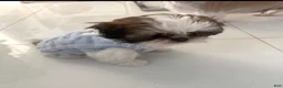 Shih Tzu dogs for sale: Milo - Ad 3