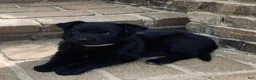 German Shepherd dogs for sale: Purple Collar Girl - Ad 1