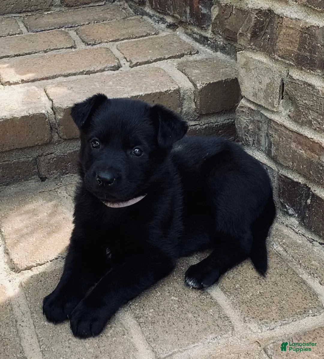 German Shepherd dogs for sale: Purple Collar Girl - Ad 1