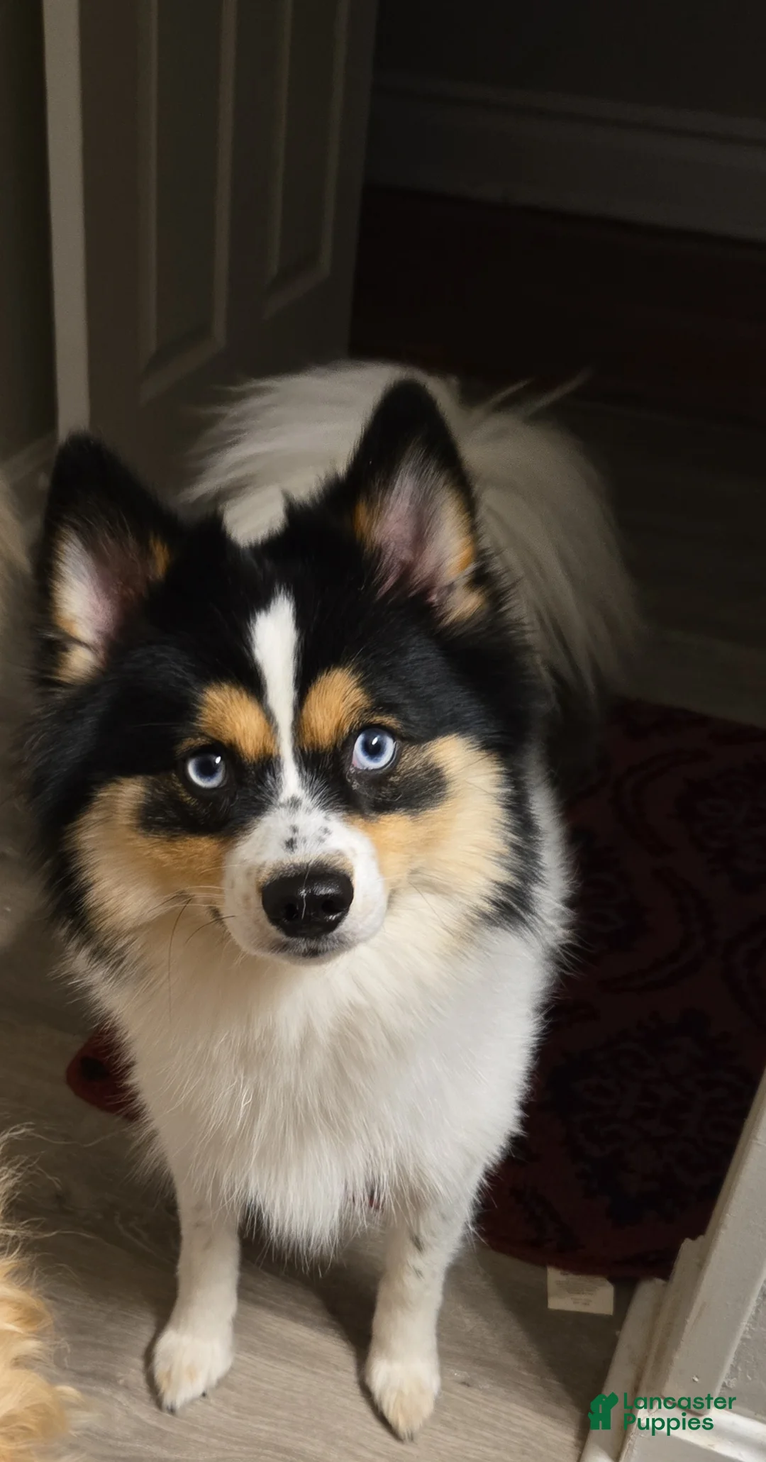 Pomsky dogs for sale: Pomsky Puppy 1 - Ad 2