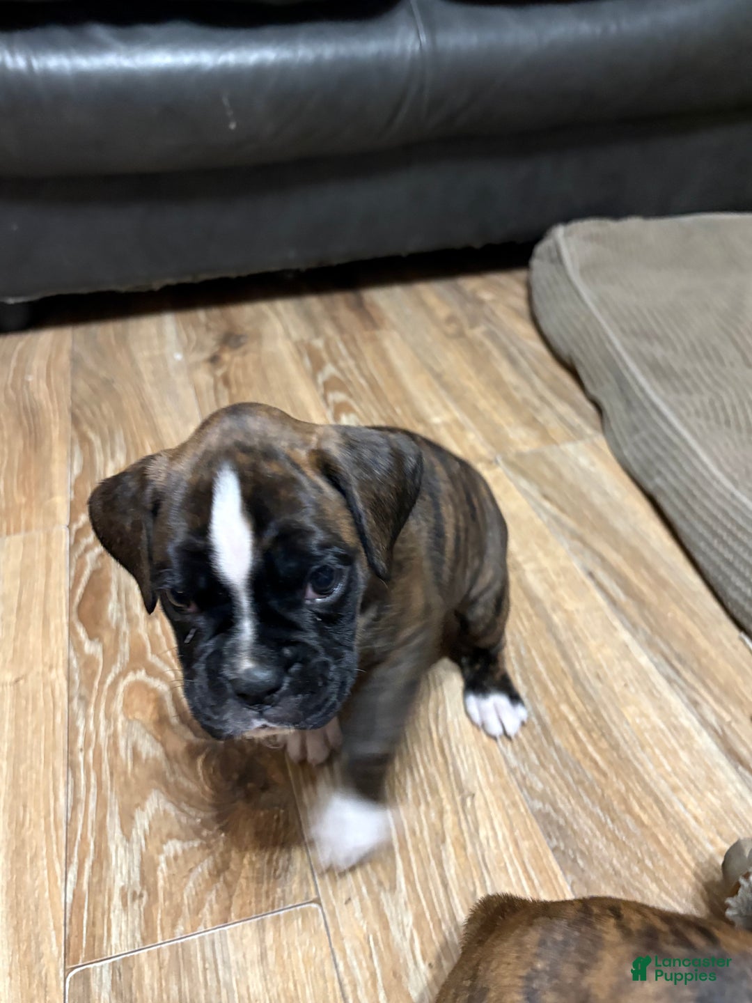 Boxer dogs for sale: Bella - Ad 5