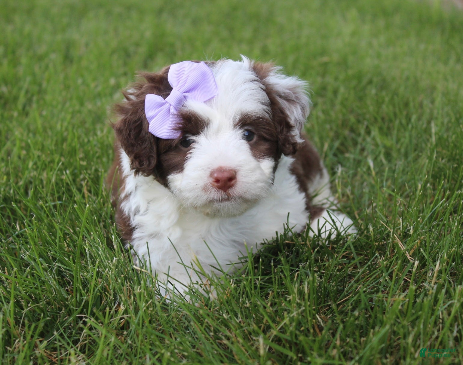 Mini Aussiedoodle dogs for sale: Jerica  - Ad 5