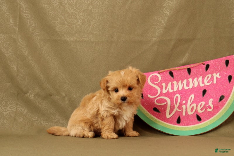 Maltipoo dogs Callum - Ad 1