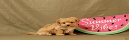 Maltipoo dogs for sale: Callum - Ad 1
