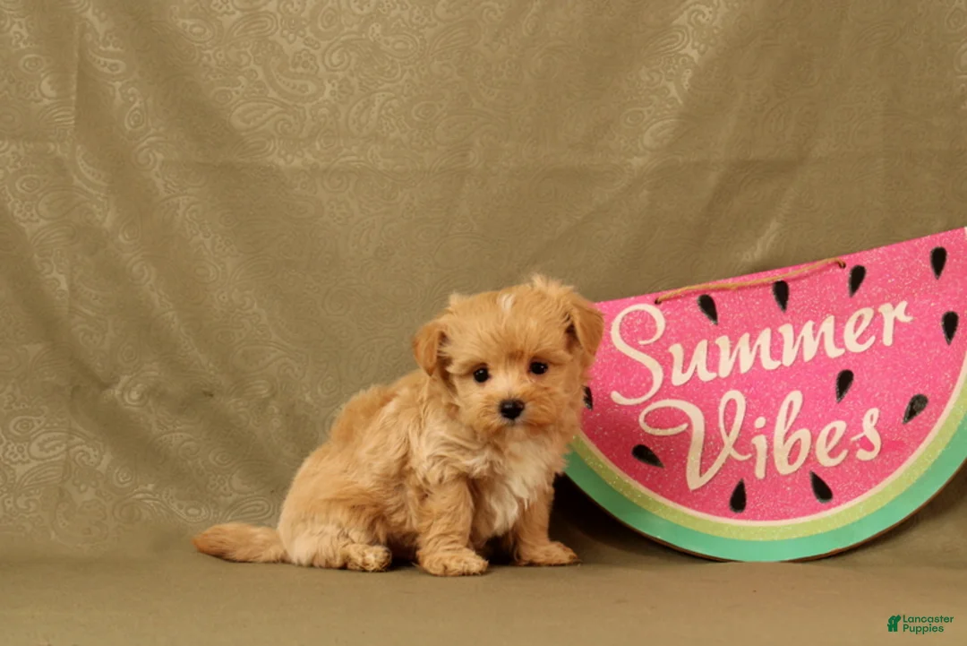 Maltipoo dogs for sale: Callum - Ad 1