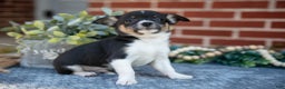 Chihuahua dogs for sale: Peter - Ad 3