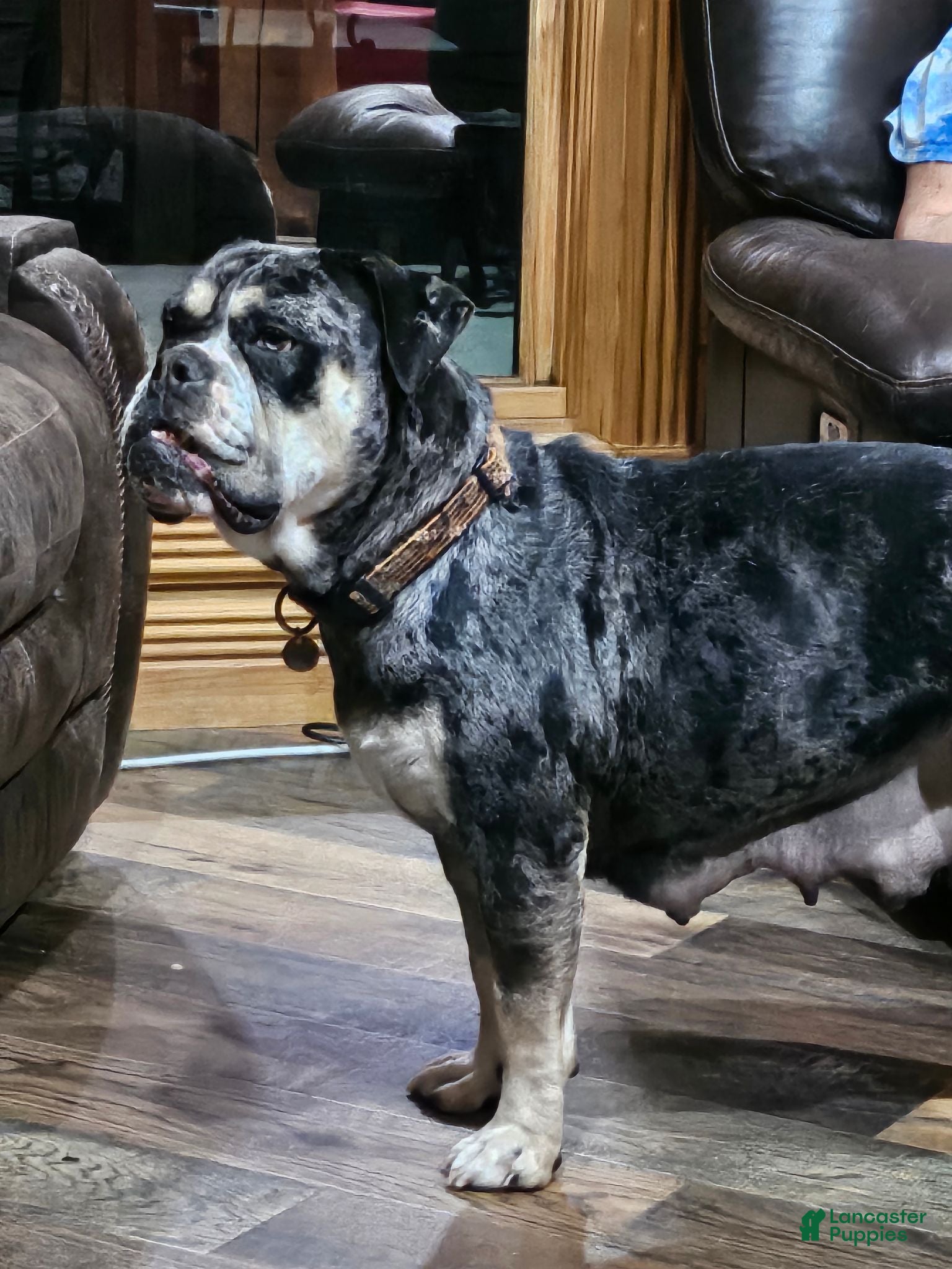 Mixed Breed dogs Sammy - Ad 2