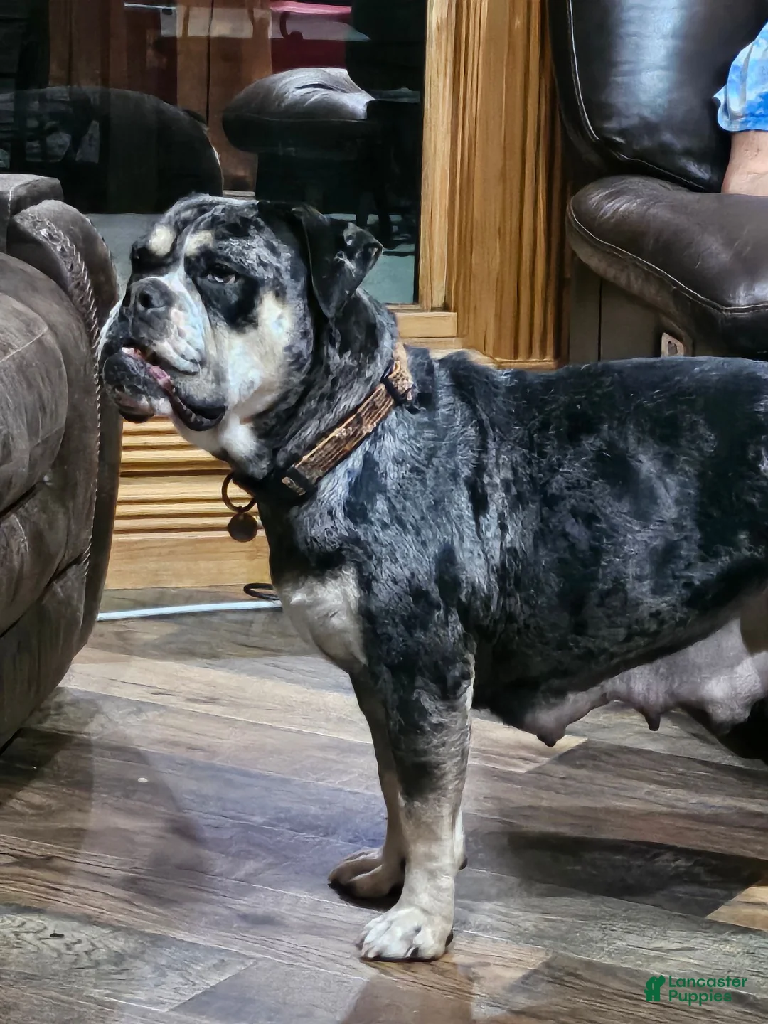Mixed Breed dogs for sale: Sammy - Ad 2
