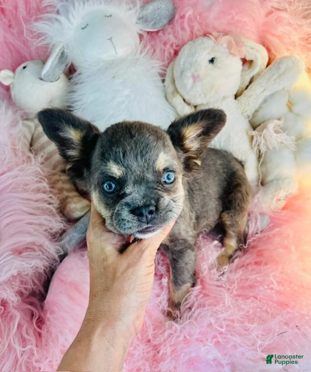 French Bulldog dogs for sale: French Bulldog 1 - Ad 3