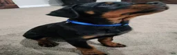 Rottweiler dogs for sale: Miller - Ad 2