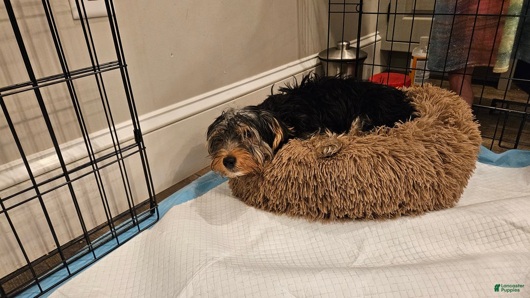 Yorkshire Terrier dogs for sale: Yorkshire Terrier Puppy 1 - Ad 2