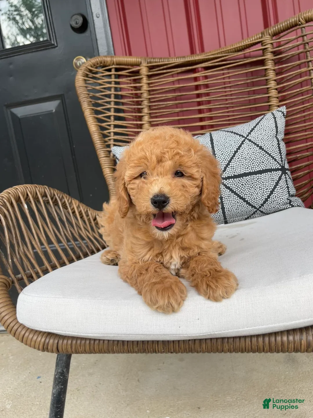 Gallery Image {{count}}