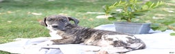 Great Dane dogs for sale: Bambi - Ad 3
