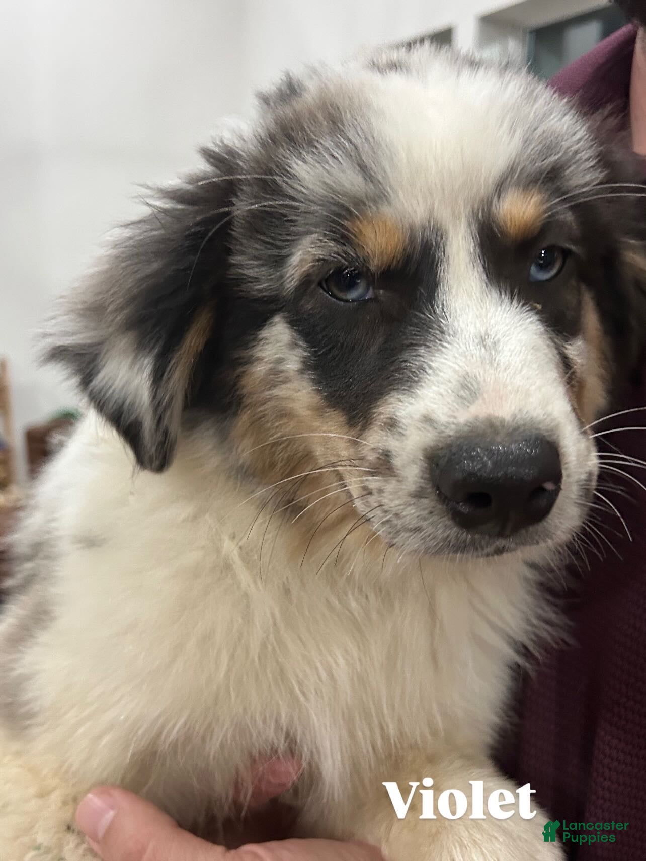 Australian Shepherd dogs Violet - Ad 16