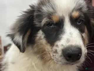 Australian Shepherd dogs Violet - Ad 16