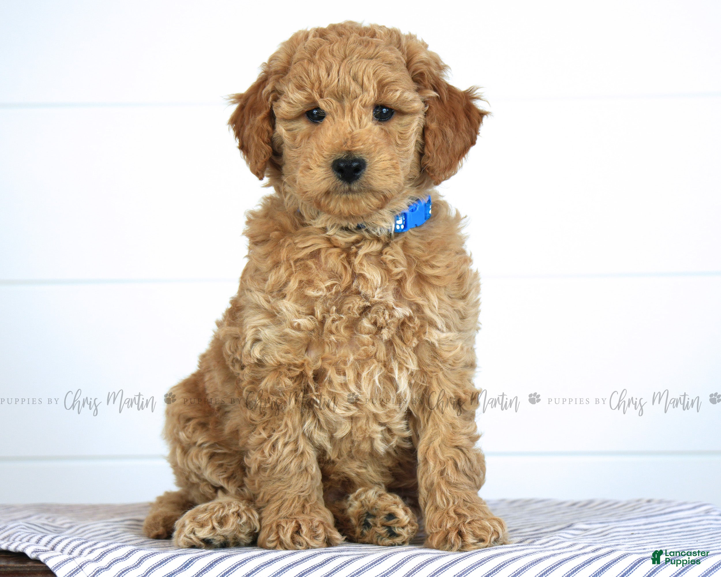 Mini Goldendoodle dogs Jake - Ad 1