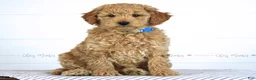 Mini Goldendoodle dogs for sale: Jake - Ad 1