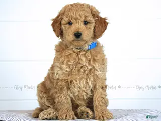 Mini Goldendoodle dogs for sale: Jake - Ad 4