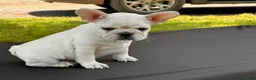 French Bulldog dogs for sale: Papa Smurf - Ad 5