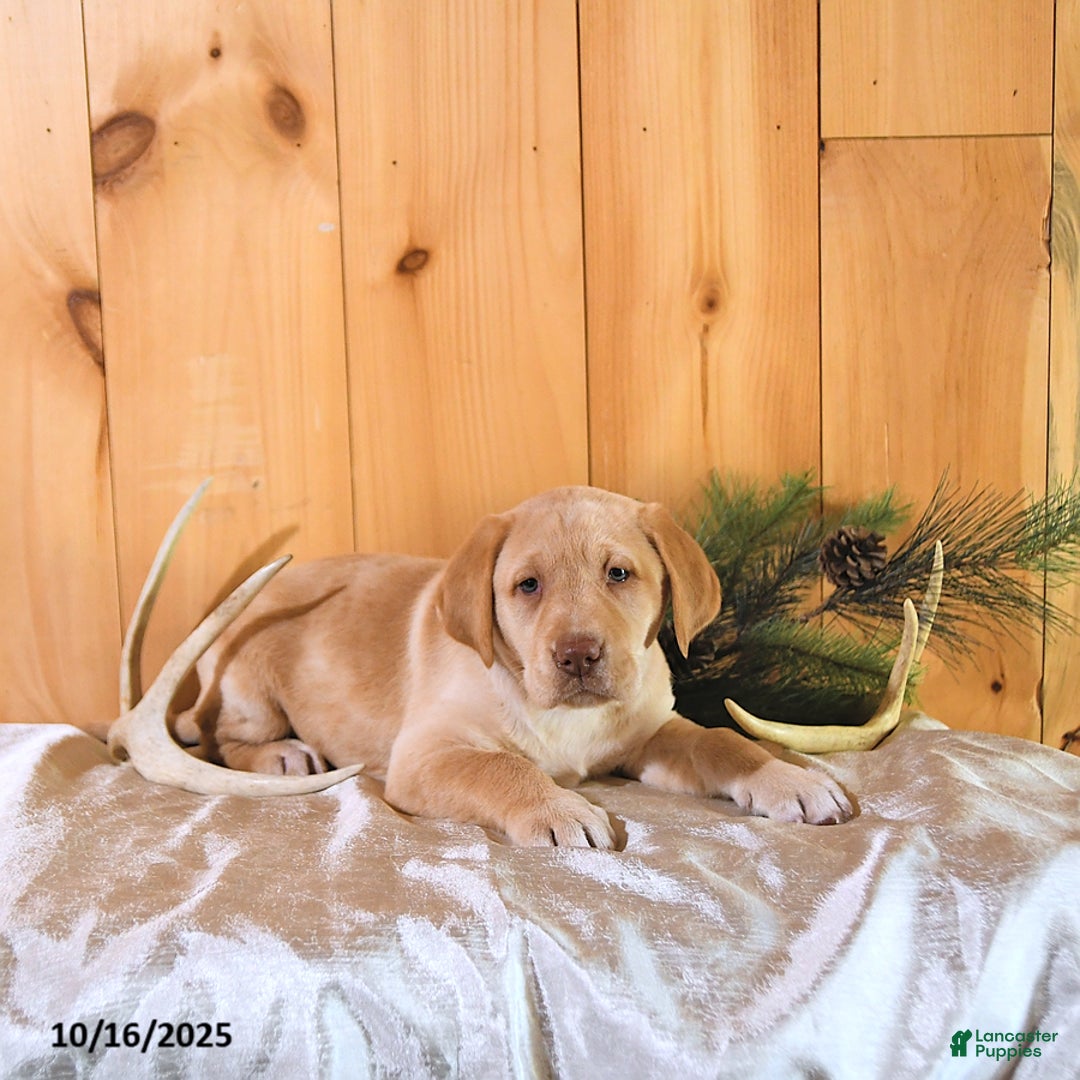 Labrador Retriever dogs for sale: Princess - Ad 8
