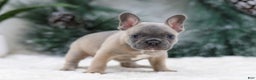 French Bulldog dogs for sale: Hailey - Ad 3