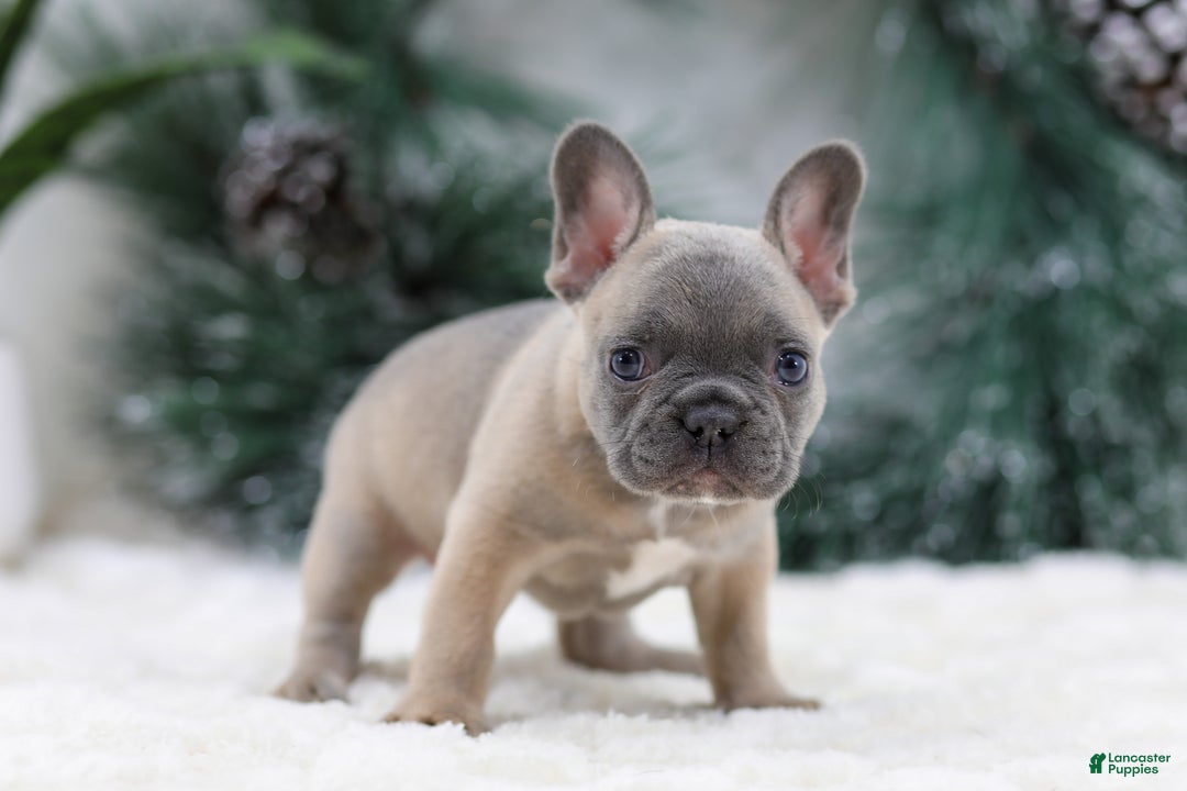 French Bulldog dogs for sale: Hailey - Ad 3