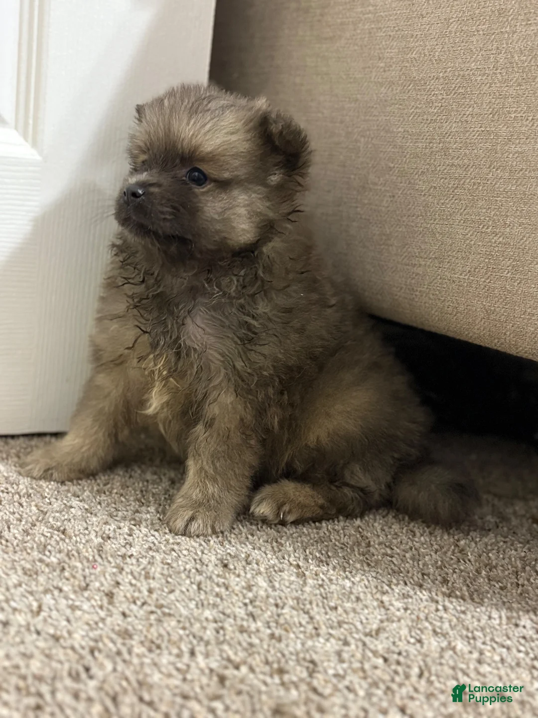Pomeranian dogs for sale: Pomeranian 3 - Ad 5