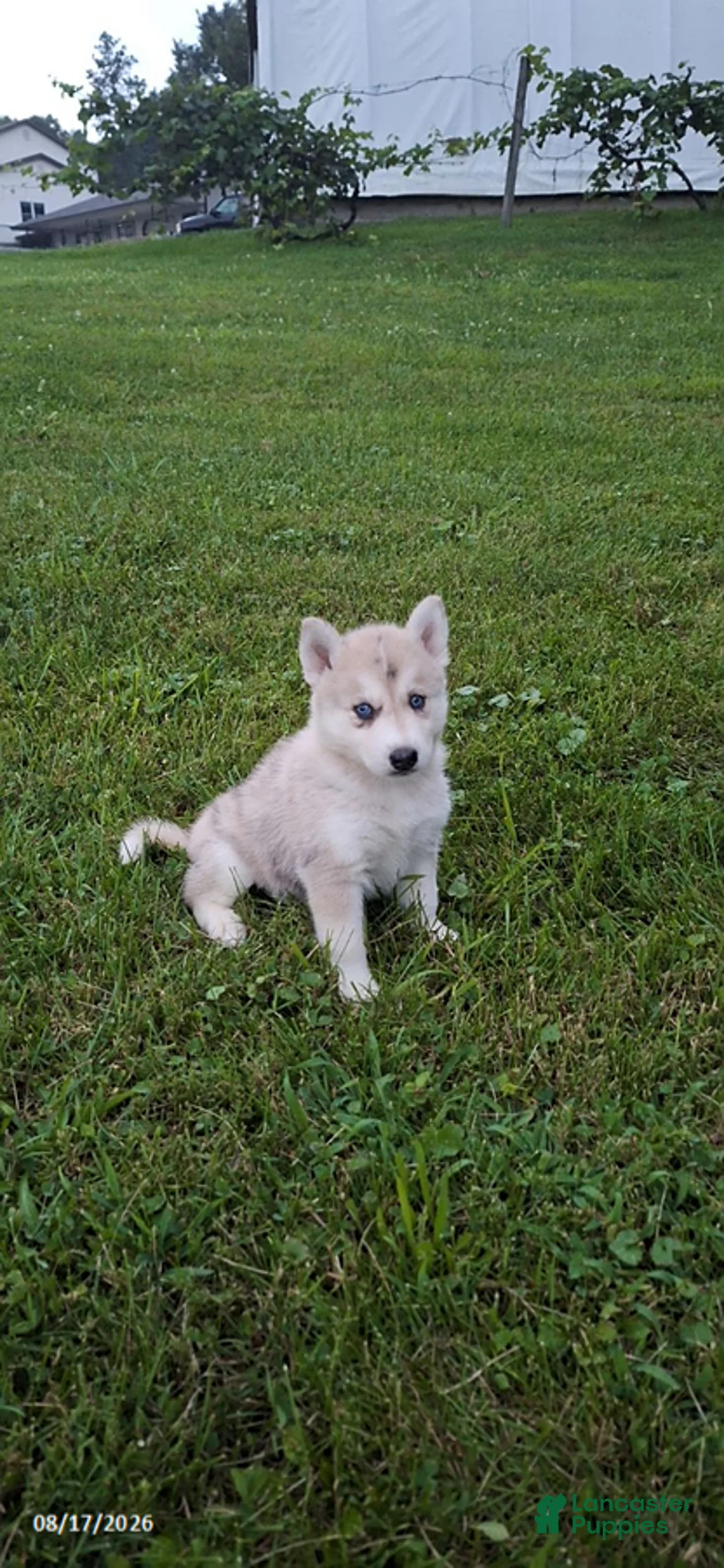 Mixed Breed dogs for sale: Oliver - Ad 3