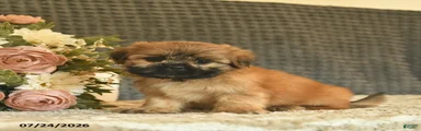 Buddy 