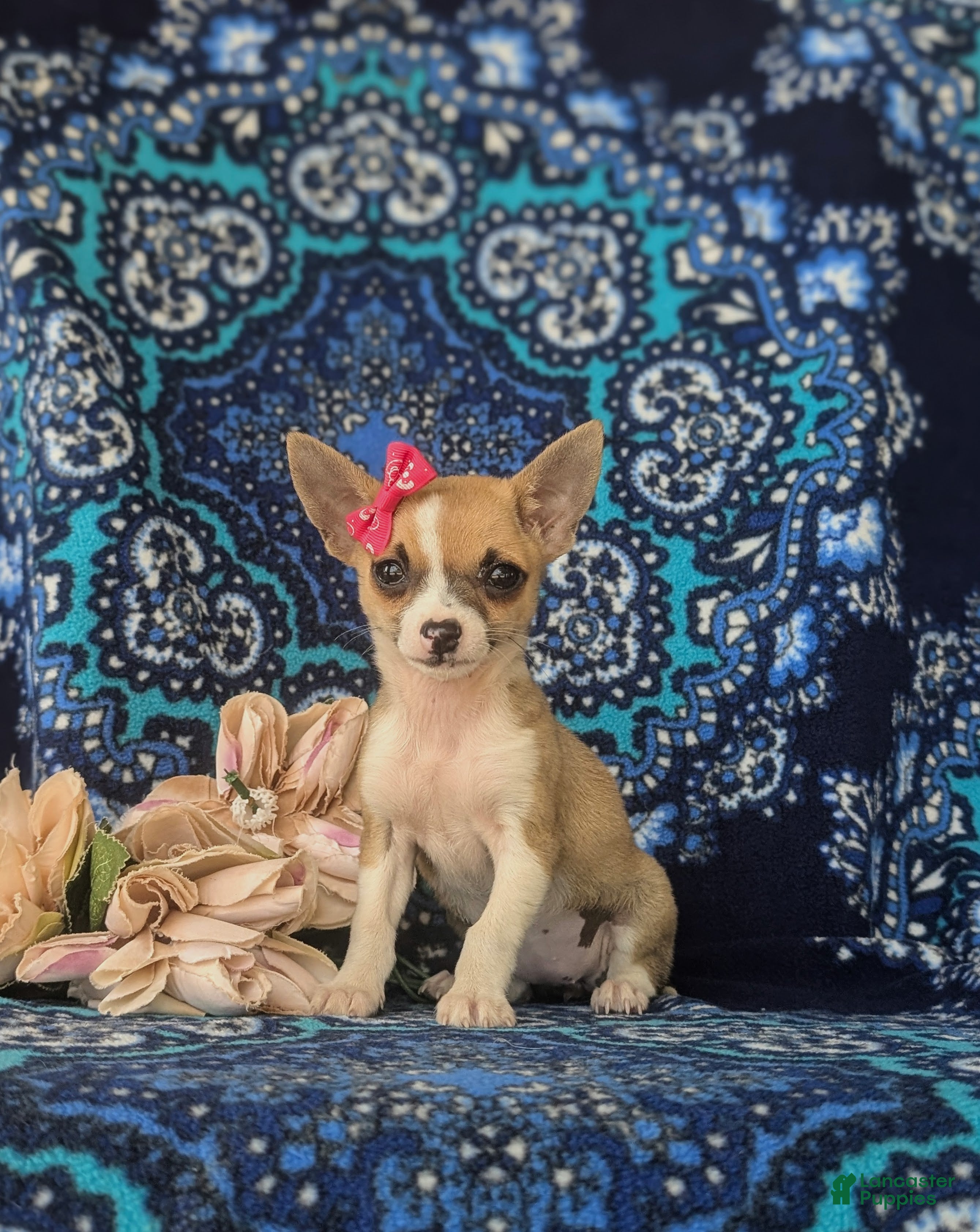 Chihuahua dogs for sale: Amelia 6 lbs Full Grown - Ad 1