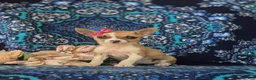 Chihuahua dogs for sale: Amelia 6 lbs Full Grown - Ad 1