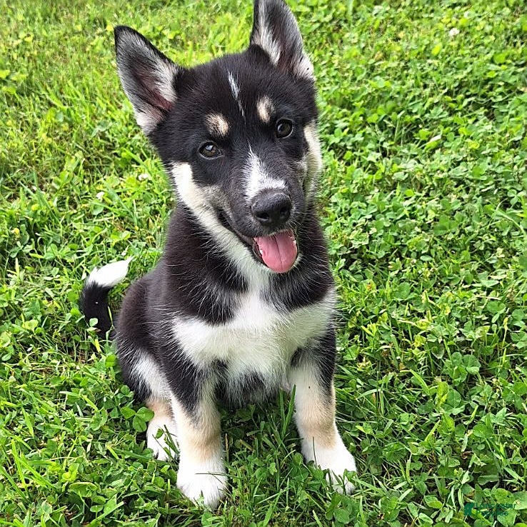 German Shepherd Siberian Husky Mix German Shepherd Husky Mix Puppy