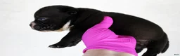 American Bully dogs for sale: Black Male - Ad 15