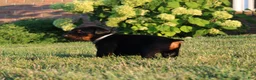 Doberman Pinscher dogs for sale: Charlie - Ad 4