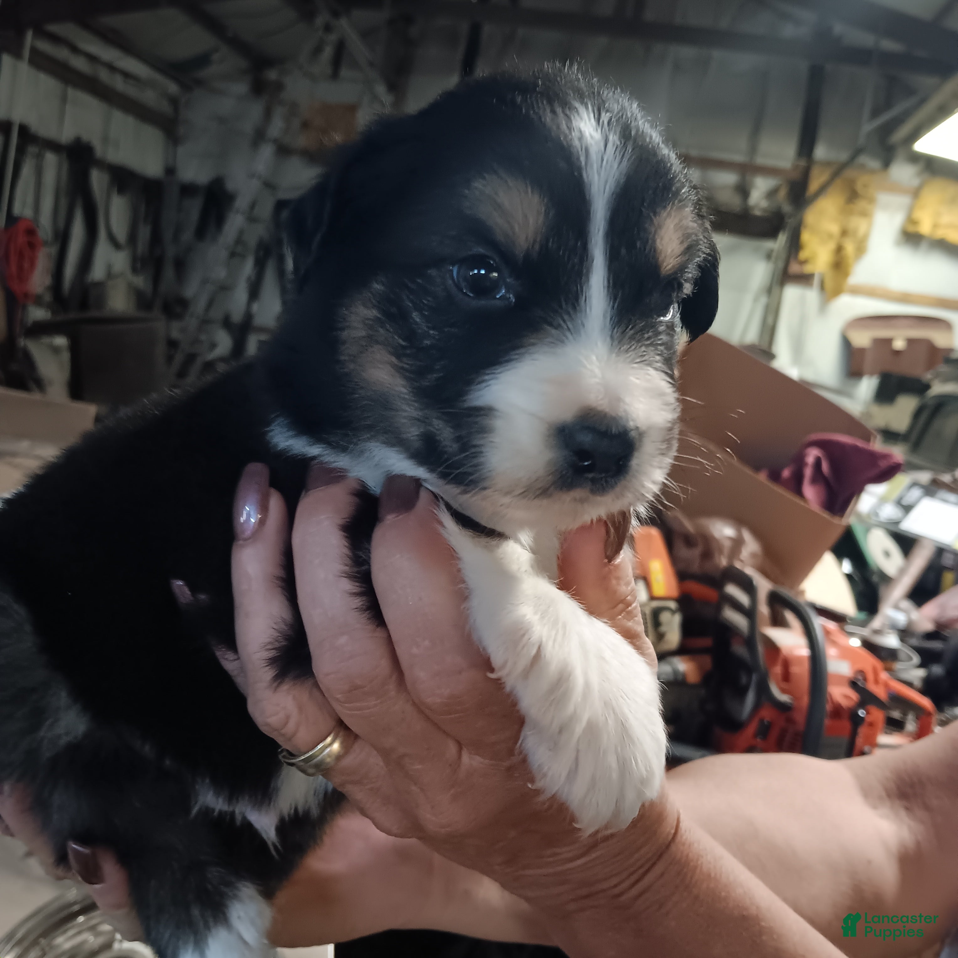 Australian Shepherd dogs Austin - Ad 35