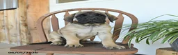 English Mastiff dogs for sale: Jeremy - Ad 1
