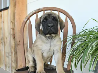 English Mastiff dogs for sale: Jeremy - Ad 3