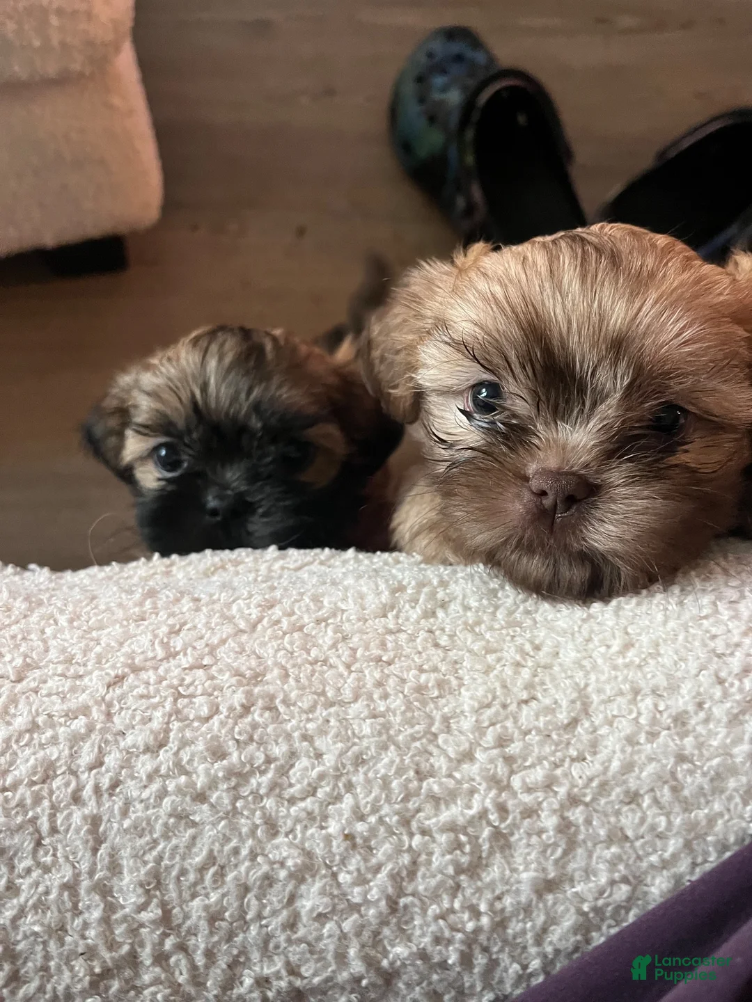 Shih Tzu dogs for sale: Richie  - Ad 1