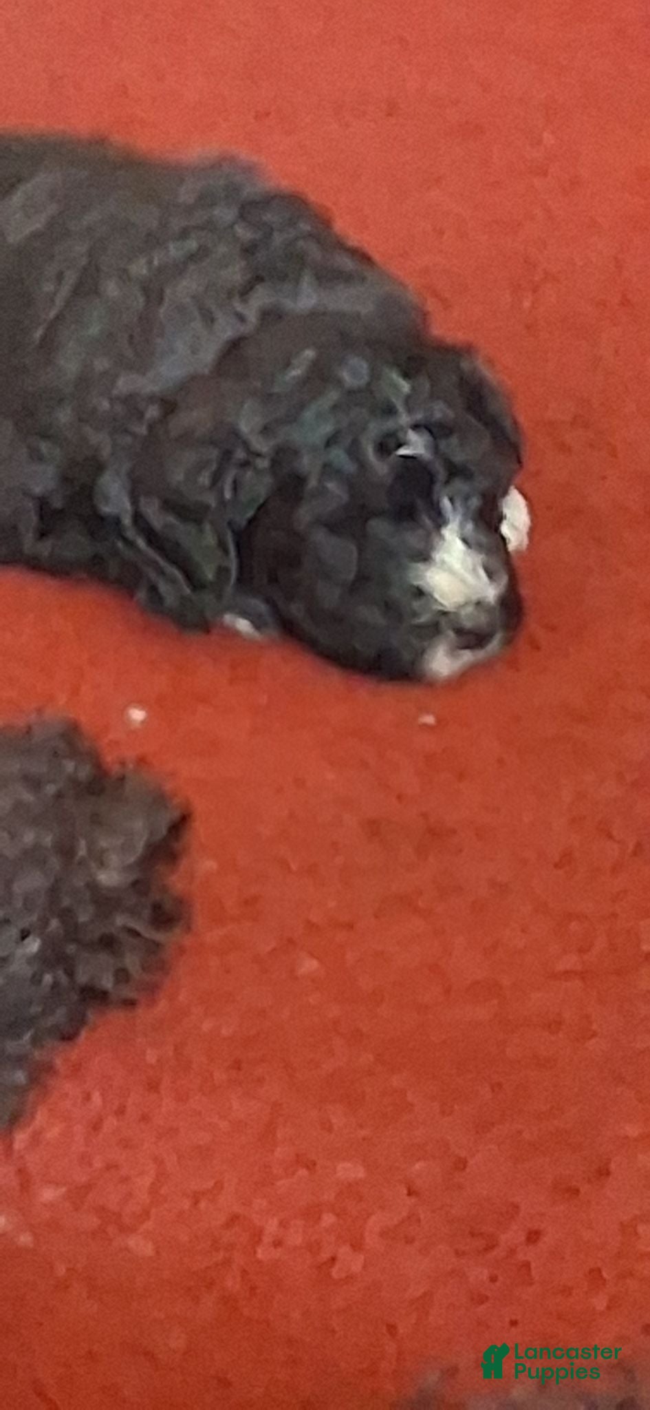 Bernedoodle dogs for sale: Bernedoodle 9 - Ad 3