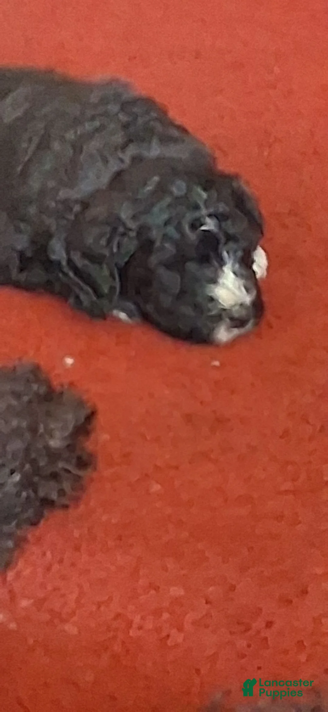 Bernedoodle dogs for sale: Bernedoodle 9 - Ad 1