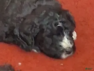 Bernedoodle dogs Bernedoodle 9 - Ad 4