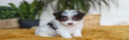 Yorkiepoo dogs for sale: Rocco - Ad 4