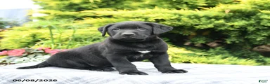 Archie