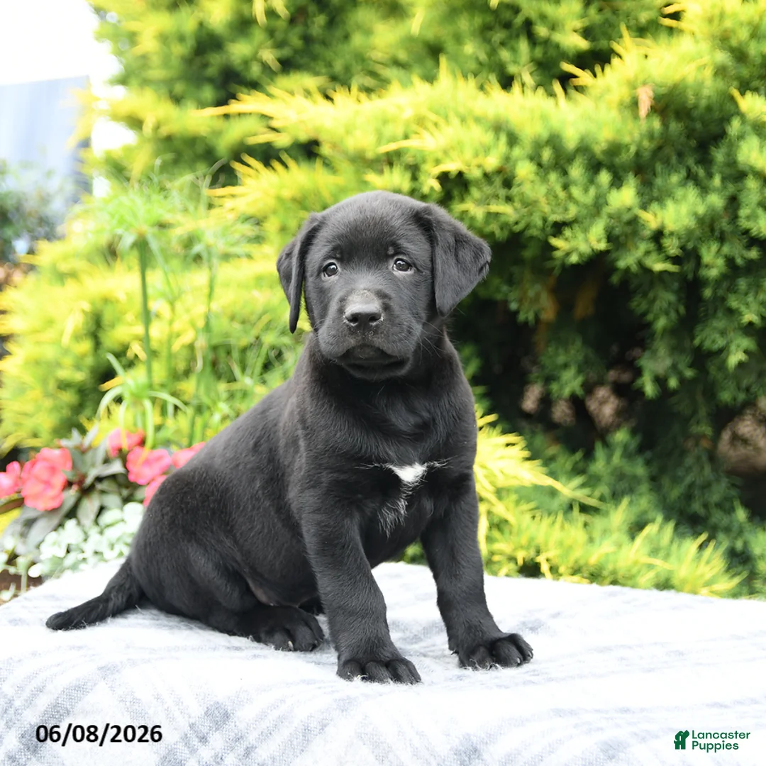 Labrador Retriever dogs for sale: Archie - Ad 1