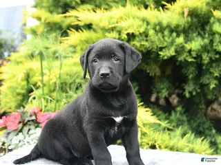 Labrador Retriever dogs for sale: Archie - Ad 4